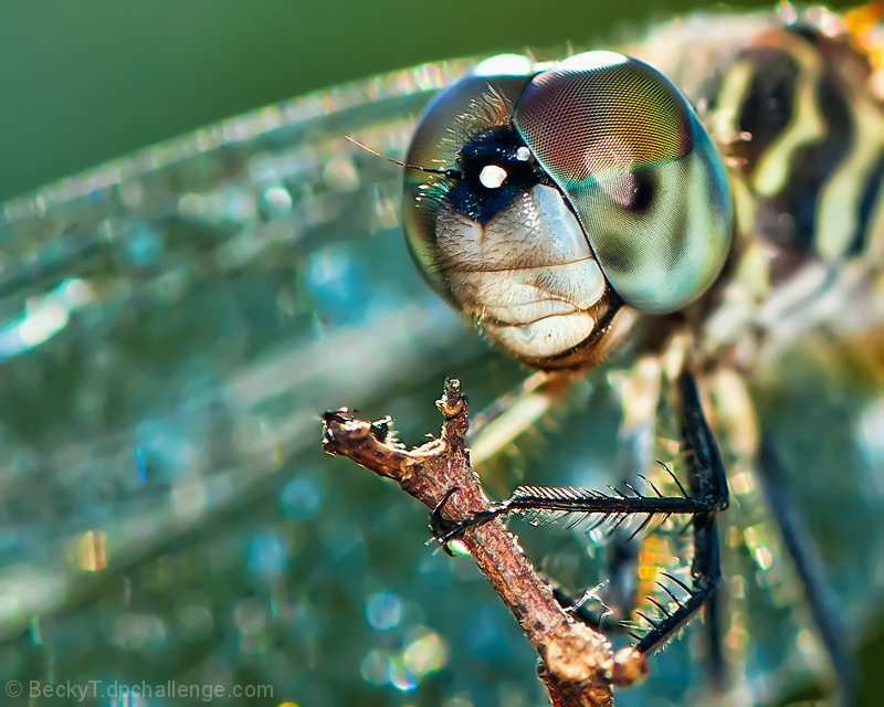 Eye of the Dragon......Fly