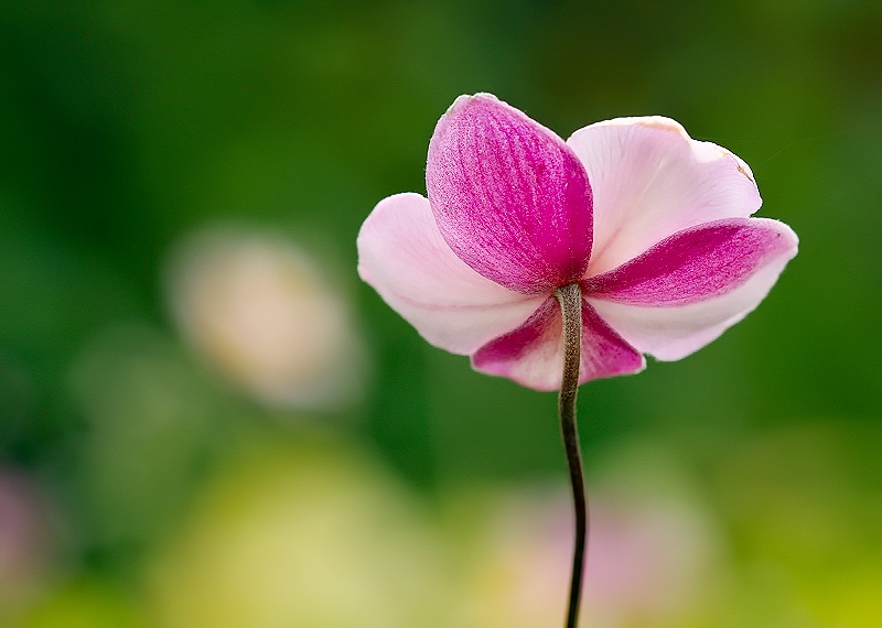 Petals