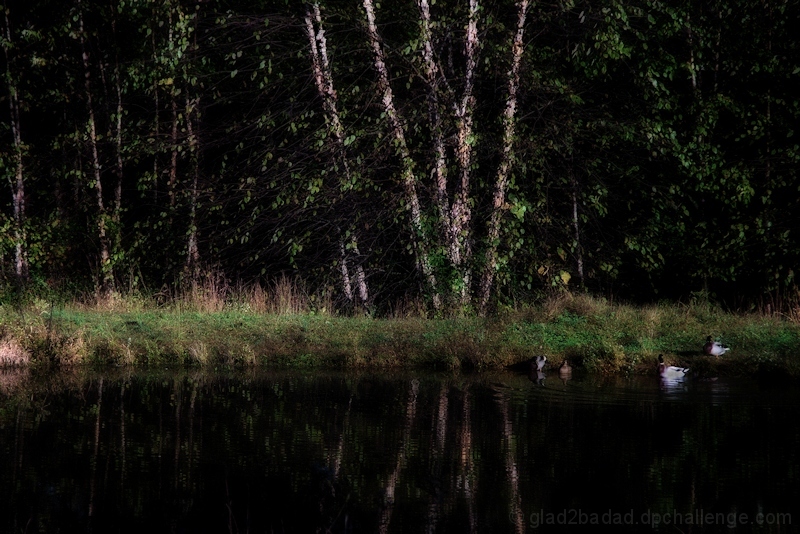 Country Pond