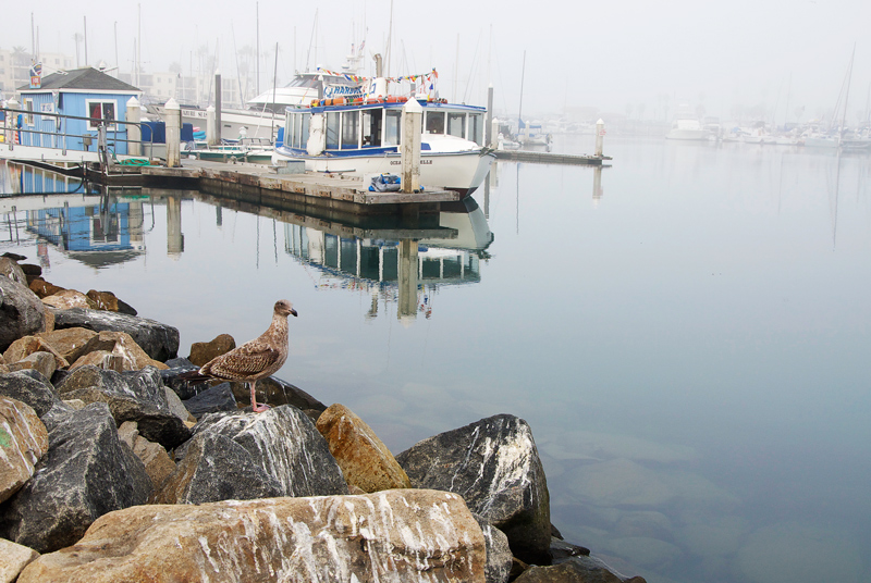 morning fog