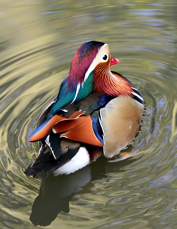 Mandarin Drake