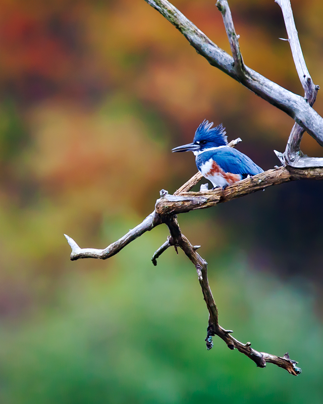 Kingfisher