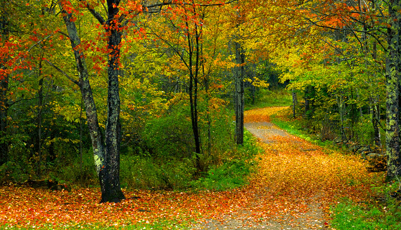 A walk in the woods