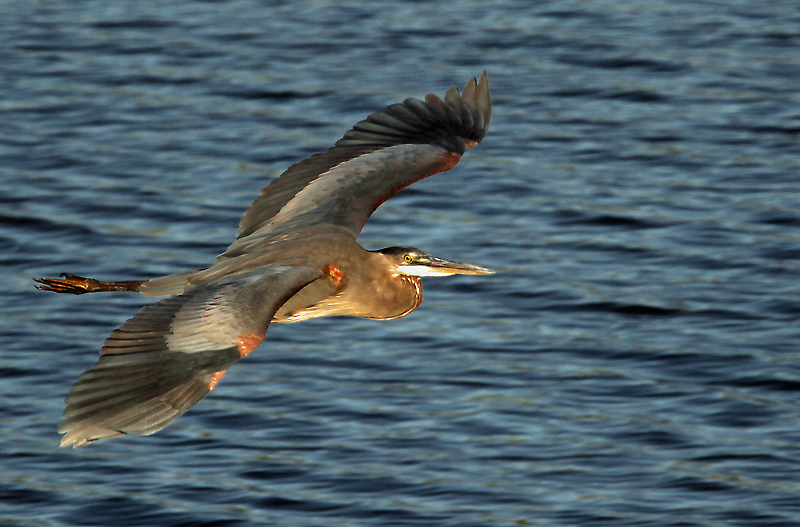 Morning Flight