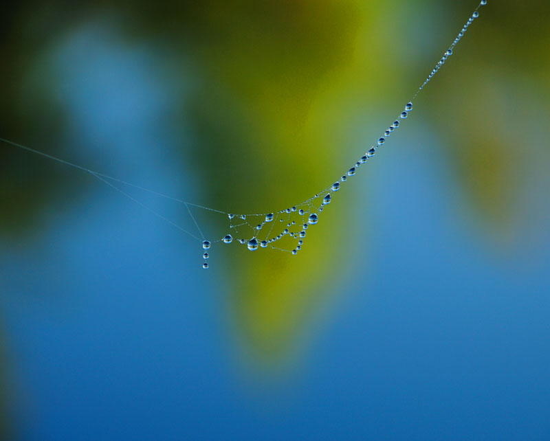 Nature's Necklace