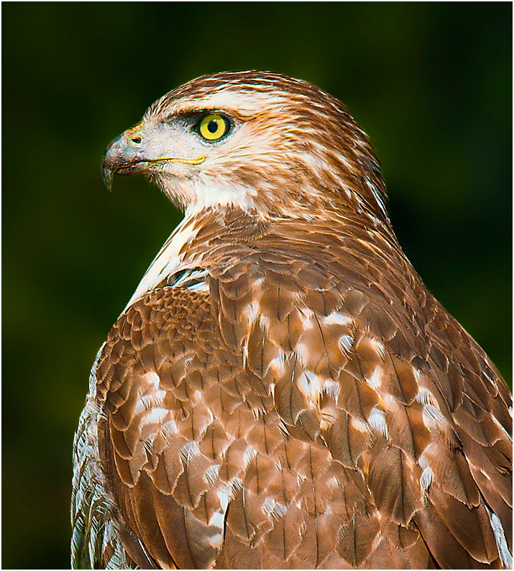 Buteo jamaicensis