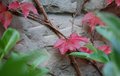 Pink Autumn