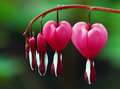 Pink Hearts