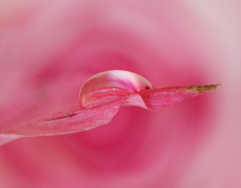 A droplet in a sea of pink