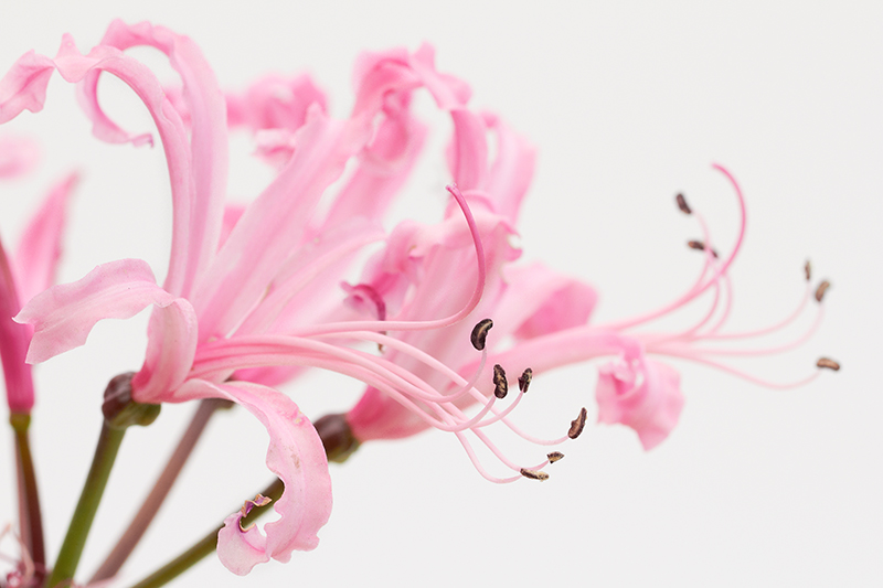 Pink ribbons
