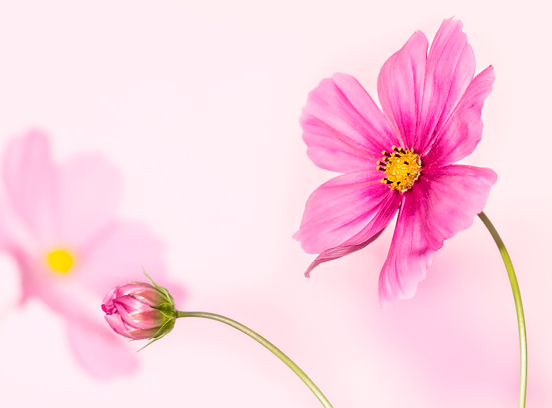 dreams in pink