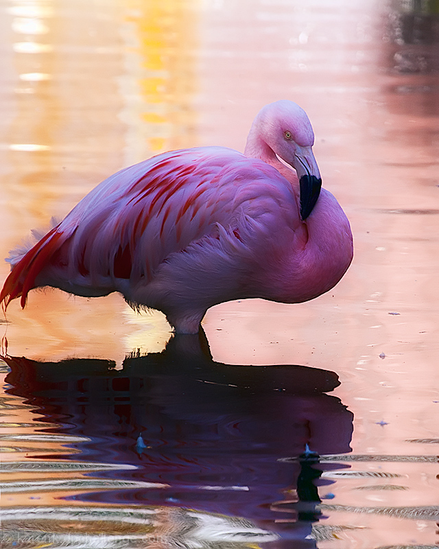 In The Pink