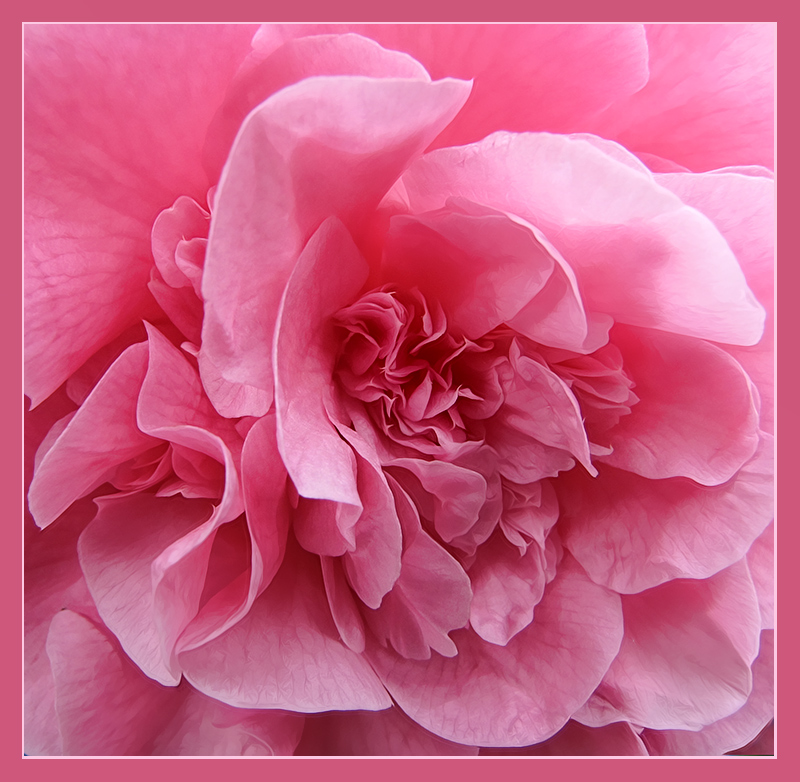 Pink Camellia