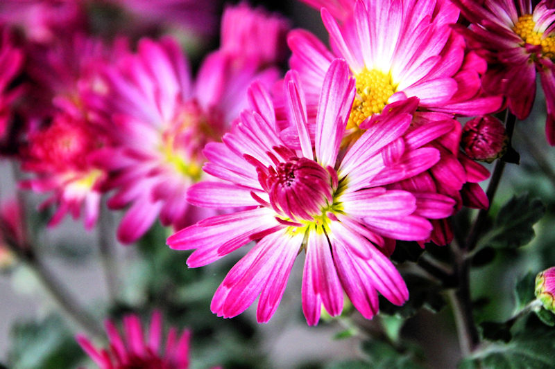 Beauty in Pink