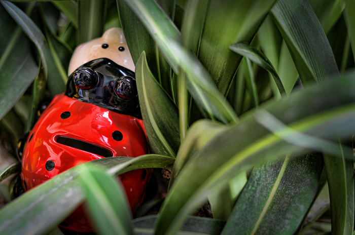 Don't Hide Ladybird