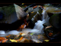 Autumn stream