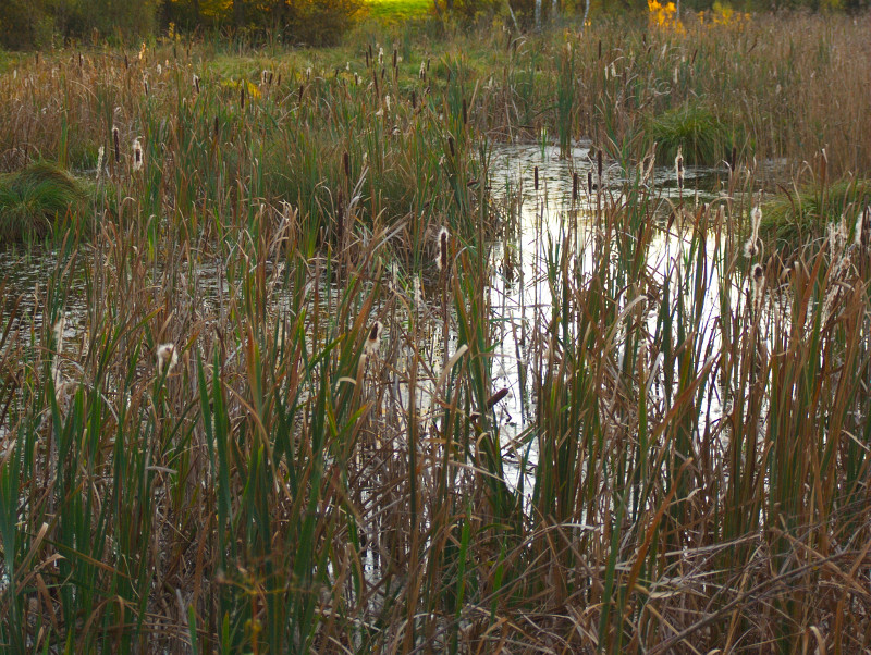 Reed