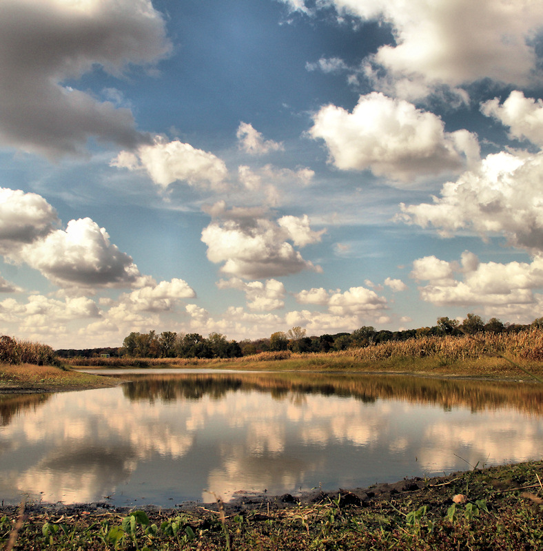 Pond Reflections