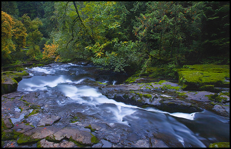 Fallen Leaf Stream