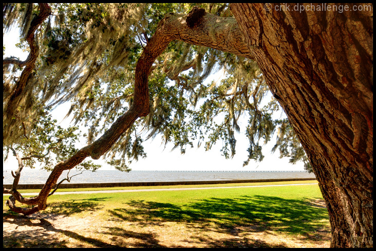 The Lake and the Oak