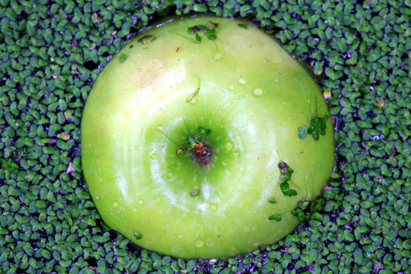 Apple Foats