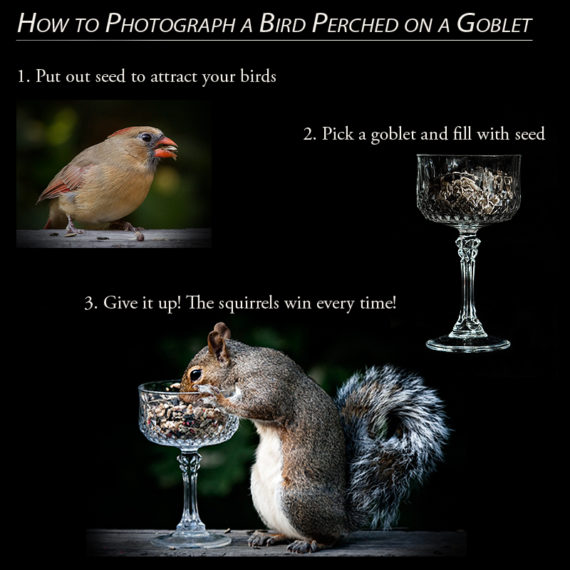 How to Photograph a Bird Perched on a Goblet