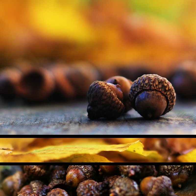 Ingredients for a Fall Still Life