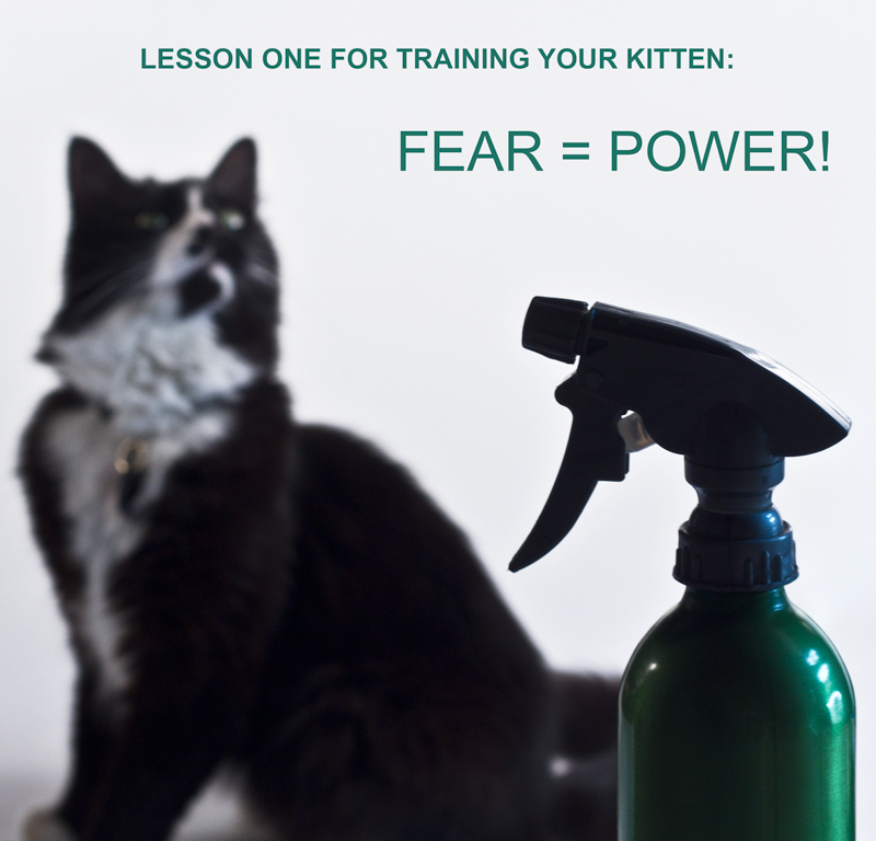 How To Train Your Kitten! (Vol. I)