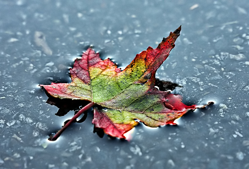 Autumn's Gift