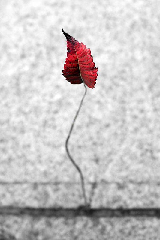 from between the cracks we rise