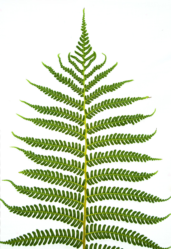 Natural Variations