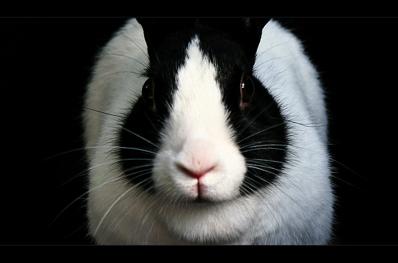 well balanced bunny