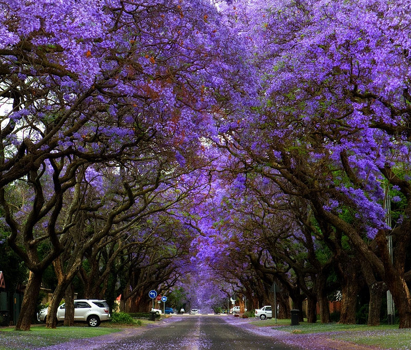 Purple Rain