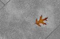 analog memories on a digital sidewalk