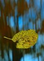Fall