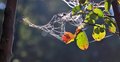 Bedeweled Fall Leaves