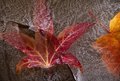 Frozen Foliage