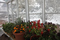 Safe in the Greenhouse - Let the Winter Winds Blow