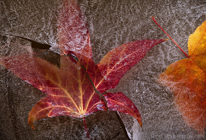 Frozen Foliage