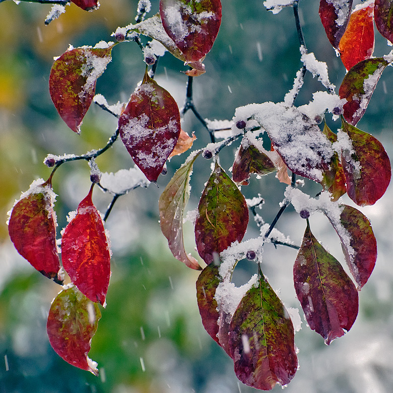 Early Snow