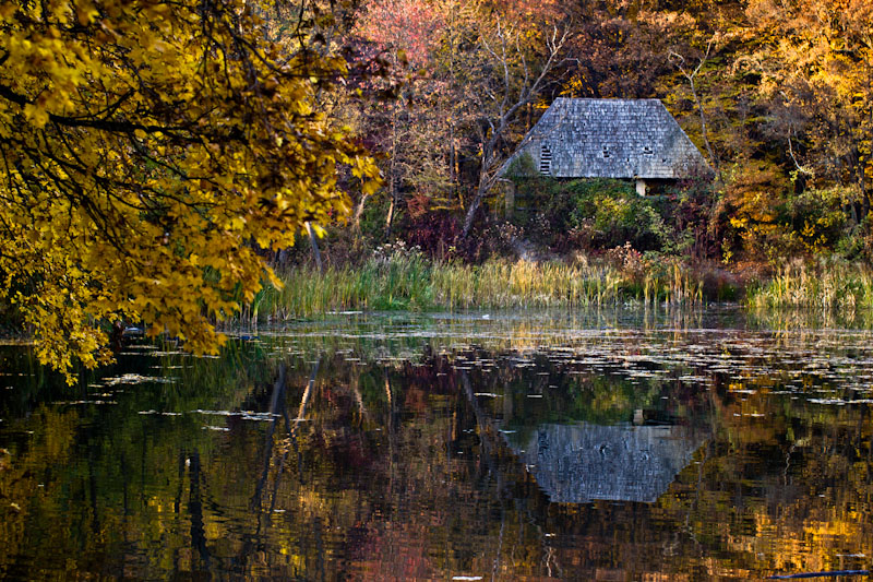 Within the Leaves