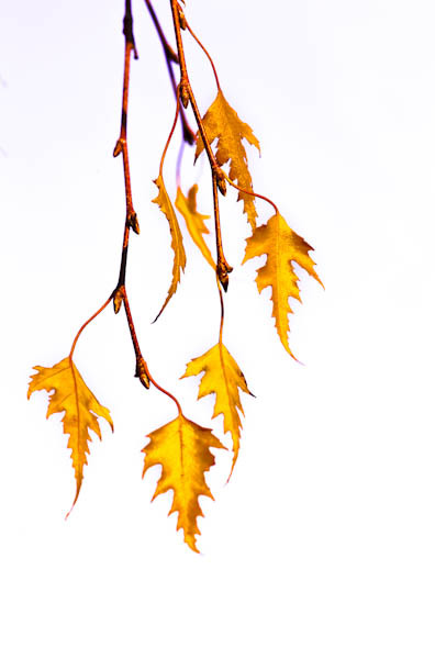 weeping birch leaves
