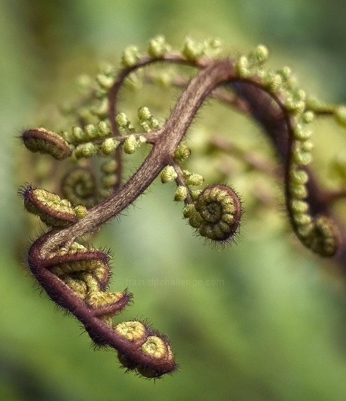 Fern Foliage Unfurling 