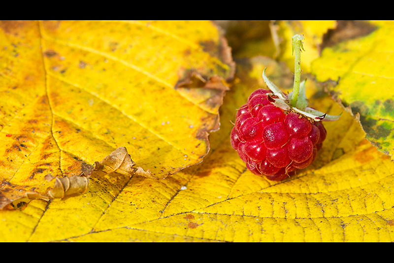 Autumn, the last remains