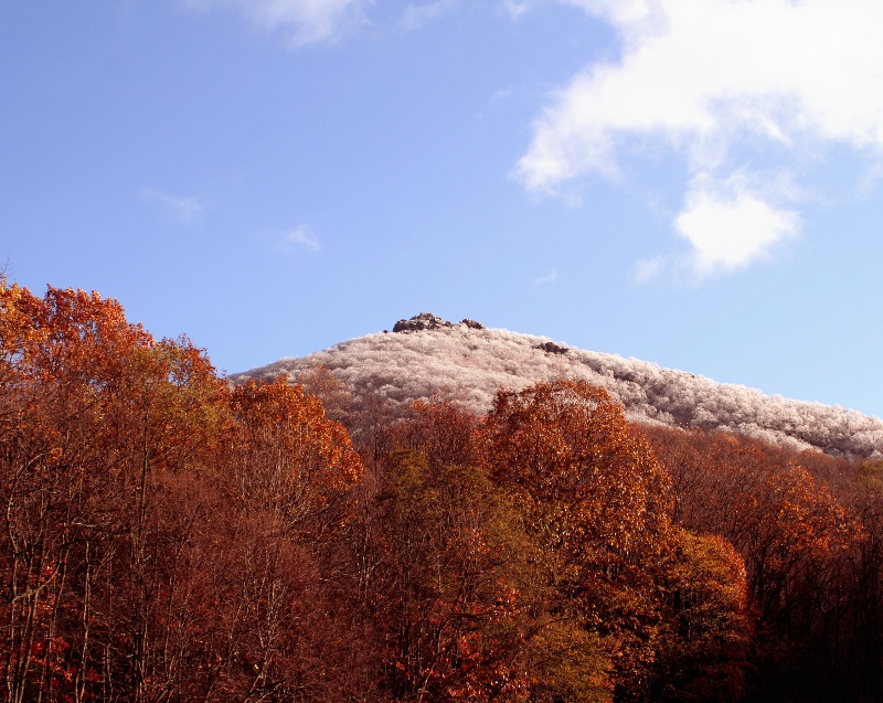 Fall to Frost