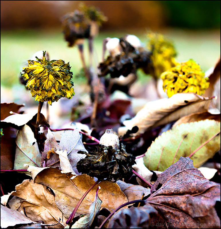 The End of All Foliage