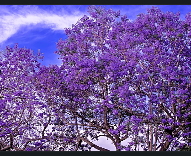 Southern Jacaranda