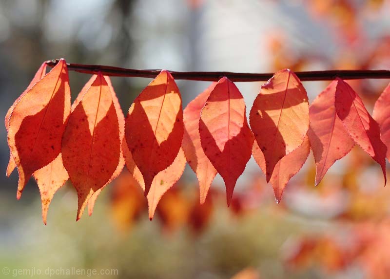 Red Bats