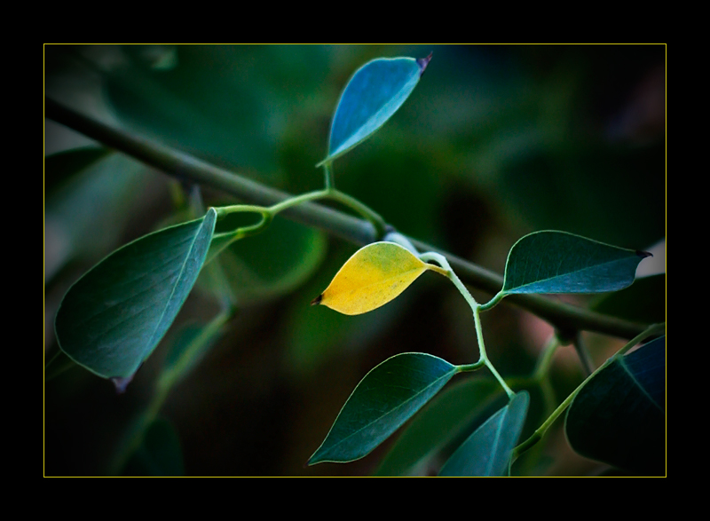 Late Foliage in Arizona!