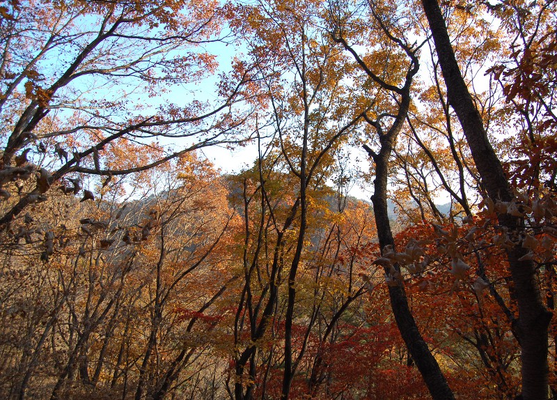 Colorful downtown forest